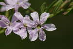 Wing-angle loosestrife